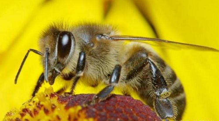 阿壩中蜂王能維持多少脾（工蜂在多少脾時蜂王產(chǎn)卵最多）