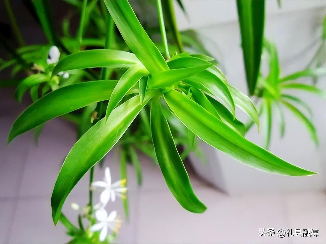 吊籃都有哪些品種圖片（常見的18個(gè)吊蘭種類及圖片）