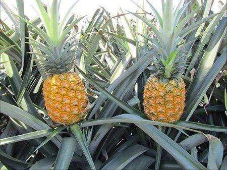 菠蘿長(zhǎng)在樹上還是地上（菠蘿生長(zhǎng)過程和種植方法）