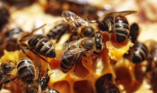 蜂王試飛時間在幾點（蜂王試飛時間和交尾次數）