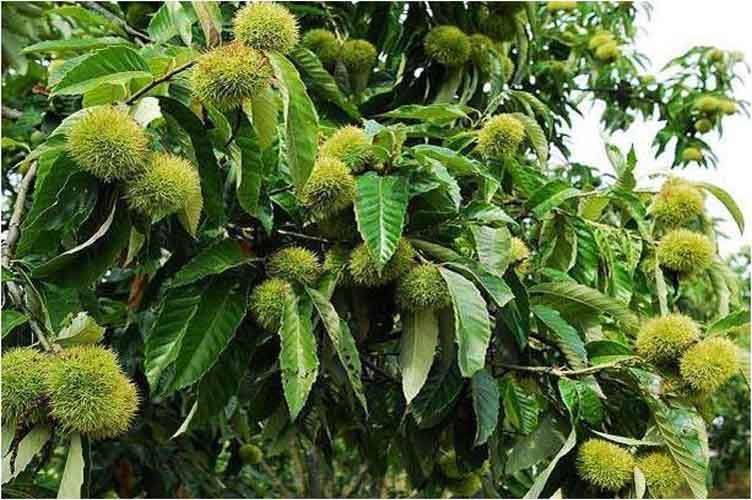 板栗樹(shù)幾年能開(kāi)花結(jié)果（板栗樹(shù)開(kāi)花結(jié)果時(shí)間）