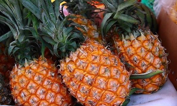 菠蘿的別名是什么（菠蘿的多個(gè)別名雅稱）