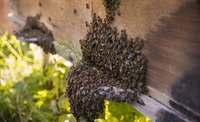 剛收回來的蜜蜂要幾天才穩定（新收蜜蜂養殖方法）