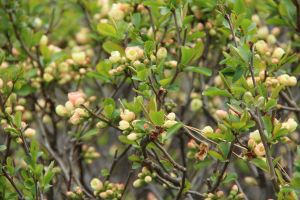 海棠花開是在暗示什么（海棠花的花語和寓意）